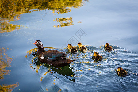 克罗地亚斯普利特水区Duck和婴儿鸭小鸭子蓝色家庭女性父母动物后代鸟类团体羽毛图片
