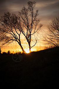 日落中的树木风景日出阳光天气橡木场景木头森林蓝色辉光图片