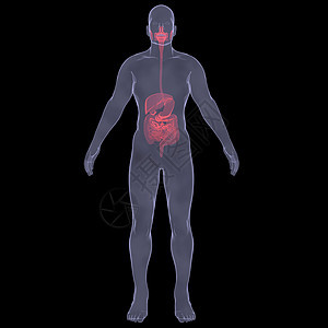 X光照片 一个人的X光图片身体插图器官药品绘画技术蓝色科学扫描腹部图片