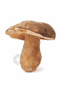 季节性蘑菇蔬菜白色美食帽子棕色森林饮食食物宏观橙子图片