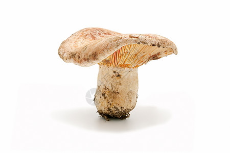 季节性蘑菇棕色季节美食蔬菜橙子帽子食物白色森林饮食图片