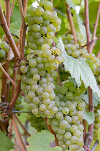 白酒葡萄集体背景图片