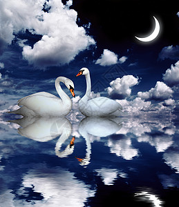 两只天鹅童话池塘波纹夫妻星星睡眠新月月亮亲热水禽图片
