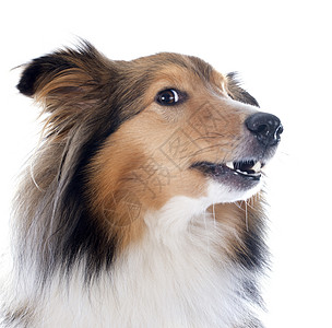 谢特兰狗犬类牙齿白色黑色动物宠物工作室三色牧羊犬图片
