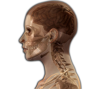 X Ray头部丘脑智慧思维黑色生物学鼻子保健科学白色头脑图片