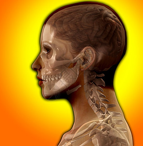 X Ray头部保健想像力专注下巴卫生科学思考脑力思维丘脑图片