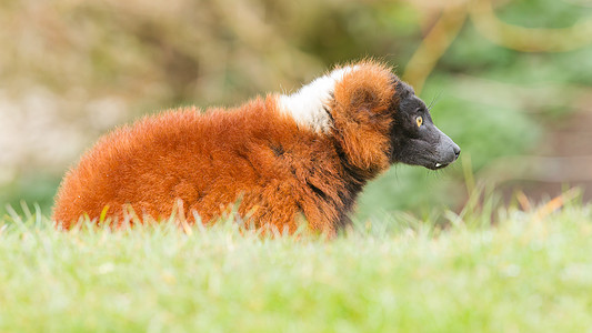 雷穆尔Eulemur 按摩器哺乳动物猴子动物园太阳热带棕色眼睛榆树灵长类红色图片