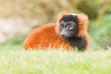 雷穆尔Eulemur 按摩器大腹毛皮棕色红色榆树灵长类眼睛婴儿哺乳动物热带图片