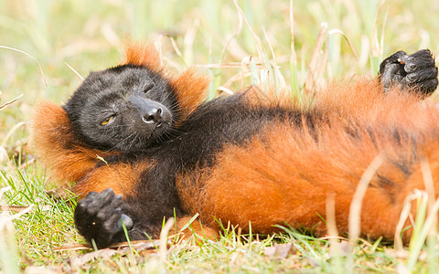 雷穆尔Eulemur 按摩器眼睛狐猴哺乳动物红腹毛皮动物园动物灵长类濒危热带图片