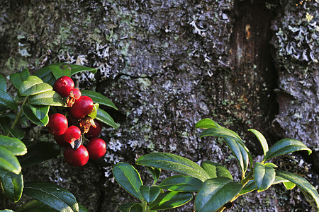 牛莓酱植物荒野太阳甜点牛痘饮食宏观食物森林植物群图片