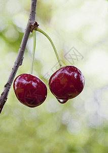 树上的樱桃收成园艺果实水果农场植物群花园浆果食物树叶图片