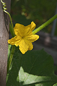 黄瓜花花蔬菜农业阳光种植花园生产园艺植物学叶子栽培图片