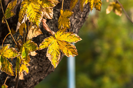 特写一些秋叶的落叶绿色棕色植物学植物公园宏观生长金子黄色树叶图片