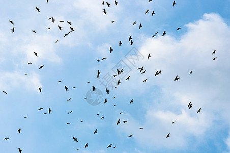 一大群乌鸦天空羽毛蓝色野生动物白色团体航班团队黑色荒野图片