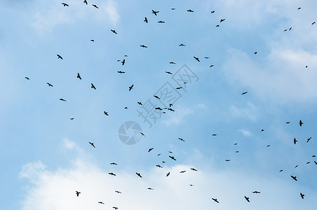 一大群乌鸦动物荒野团体团队野生动物蓝色自由航班生活阳光图片