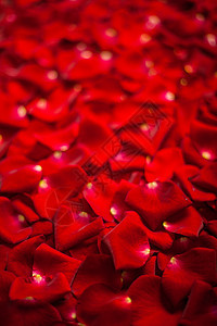 红玫瑰花瓣的背景花园柔软度香水框架丝绸纪念日墙纸植物宏观树叶图片