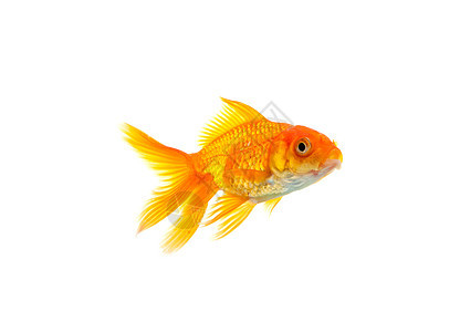 金鱼寂寞生活游泳白色动物宠物运动水族馆金子液体图片