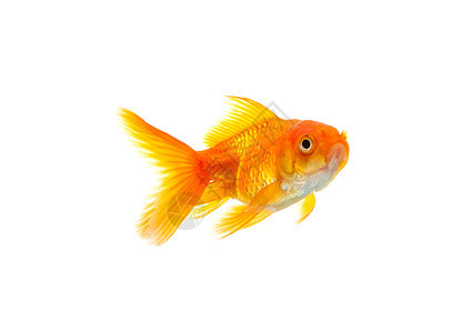 金鱼白色运动寂寞生活液体金子宠物动物水族馆游泳图片