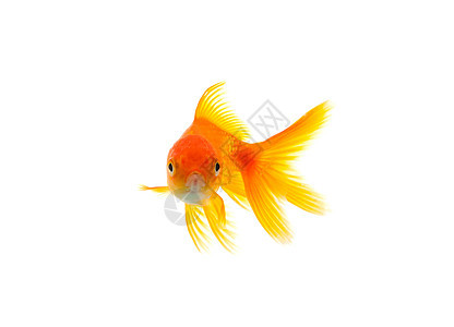 金鱼液体金子宠物白色水族馆运动游泳寂寞动物生活图片
