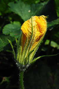 南瓜花叶子植物群植物感恩季节性季节生产黄色橙子生活图片