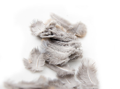 白色背景上的羽毛收藏鹅毛笔翅膀重力想像力天鹅图片