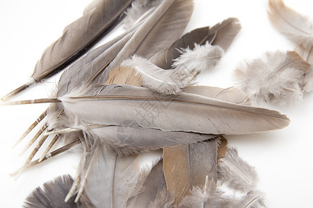 白色背景的鸟羽毛翅膀鹅毛笔重力天鹅收藏想像力图片