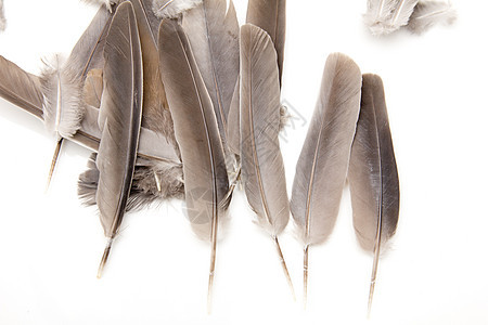 白色背景上的羽毛翅膀鹅毛笔天鹅收藏重力想像力图片