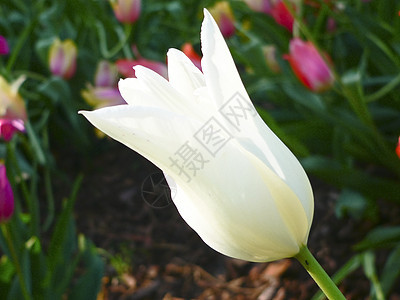在公园里 紧贴着美丽的白色独白郁金香花园照片假期庆典风格花瓣叶子装饰宏观季节图片