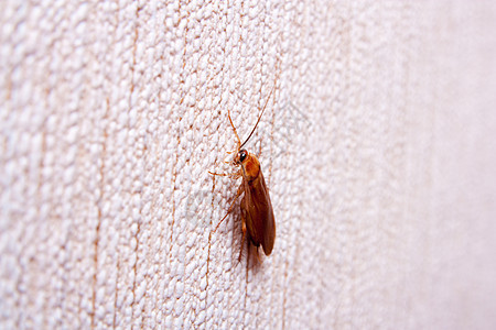 墙上的蟑螂天线漏洞说谎昆虫疾病身体农药生物学风险生物图片