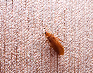 墙上的蟑螂身体风险漏洞昆虫眼睛死亡宏观说谎生物翅膀图片