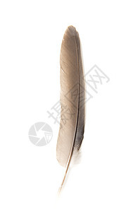 白背景鸽子的羽毛航班绒毛白色翅膀生活动物头发背景图片