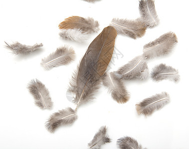 白色背景上的羽毛收藏想像力鹅毛笔翅膀天鹅重力图片