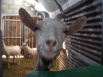 有趣的山羊喇叭动物园荒野查询奶制品农场白色闲事耳朵哺乳动物图片