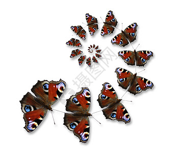 蝴蝶在螺旋中飞行图片