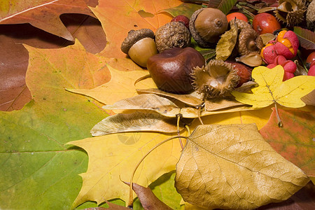 秋余生装潢植物食物森林植被坚果花园橡木季节生活图片