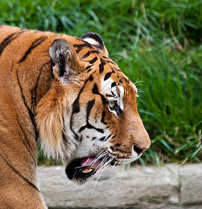 危险 饥饿的老虎丛林野生动物猎人橙子条纹猫科荒野食肉侵略打猎图片