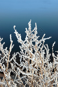 雪中积雪和蓝色的冰树枝和树枝图片