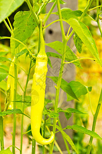 花园里的胡椒烹饪公园晴天饮食水果叶子收成蔬菜季节地球图片