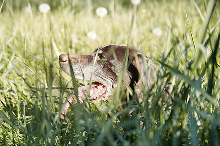 狗在草地里猎犬动物群二传手隐藏场地忠诚杂草生活阳光森林图片