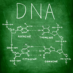 黑板上的DNA化学结构图片