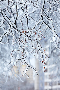 雪中冬季公园场景卡片季节情绪风景环境墙纸寂寞场地雪景图片