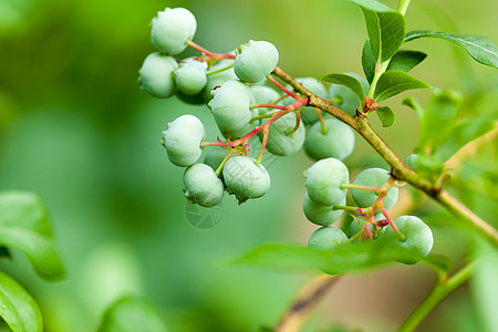 绿葡萄干灌木丛上绿花草莓宏观衬套甜点植物食物水果覆盆子绿色团体背景