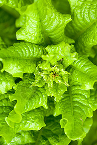 新鲜生菜蔬菜植物营养生产收成收获活力食物植物学饮食图片