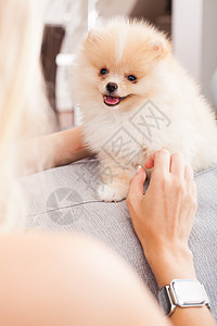 青年女子玩弄她的铁皮狗犬类朋友女士小狗闲暇宠物草地女性快乐友谊图片