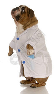 公牛兽医英语斗牛犬医疗夹克戏服疫苗实验室医生情感动物图片