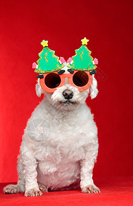 戴眼镜的圣诞狗图片