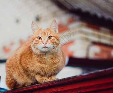 红猫坐在栅栏上猫科动物红色小猫国家孤独花园宠物哺乳动物橙子图片