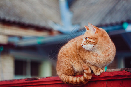 红猫坐在栅栏上孤独国家哺乳动物花园小猫宠物红色橙子猫科动物图片