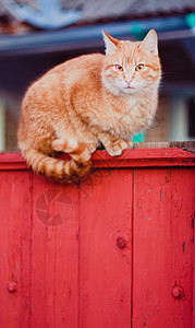 红猫坐在栅栏上猫科动物宠物橙子小猫哺乳动物花园孤独国家红色背景