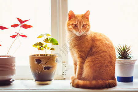 窗口上的红猫座动物窗户好奇心猫咪猫科红色哺乳动物毛皮绿色午睡图片